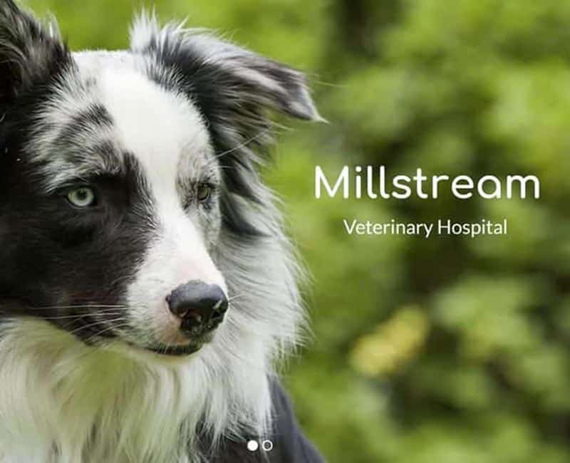 Millstream Veterinary Hospital
